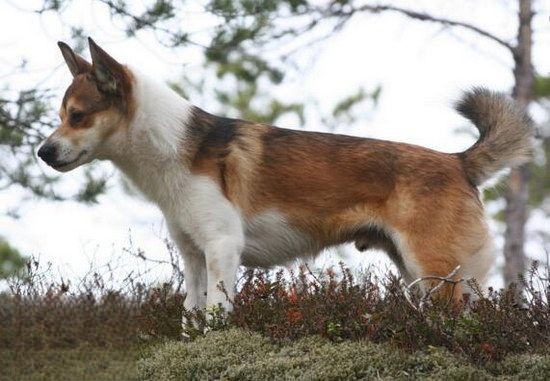 挪威伦德猎犬叼东西怎么训练 挪威伦德猎犬捡东西训练教程1