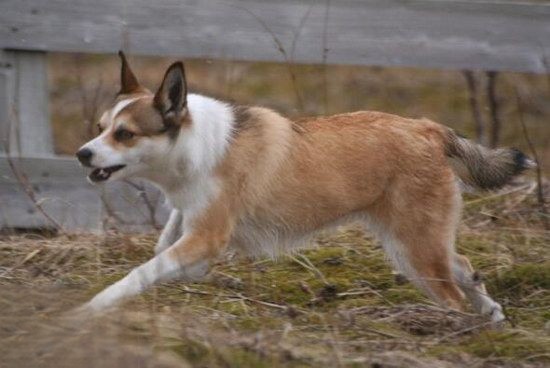 挪威伦德猎犬怎么训练 挪威伦德猎犬训练心得1