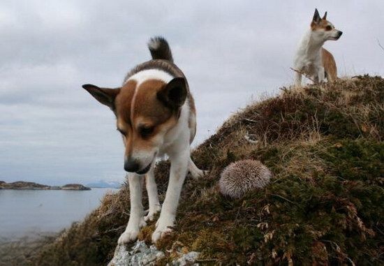 挪威伦德猎犬卧倒怎么训练 挪威伦德猎犬趴下训练教程1