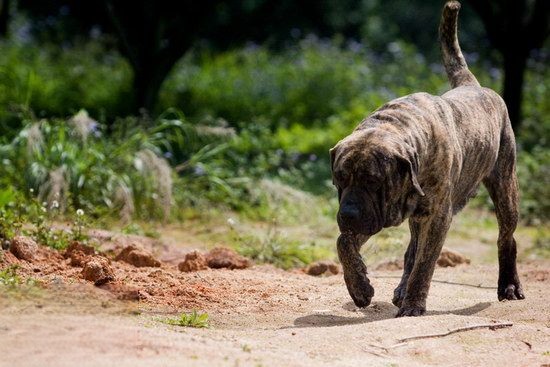 加纳利犬怎么训练 西班牙加纳利犬训练技巧1