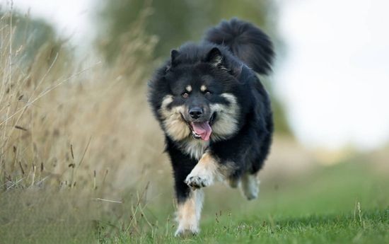 怎么训练芬兰拉普猎犬不叫 芬兰拉普猎犬乱叫训练方法