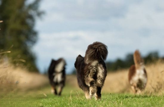 芬兰拉普猎犬怎么训练 芬兰拉普猎犬训练技巧