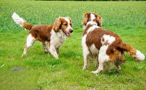 怎么训练威尔士跳猎犬听口令 威尔士跳猎犬口令训练法