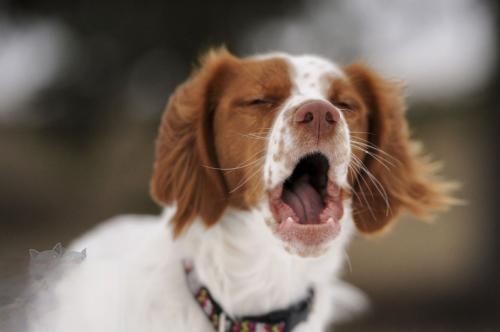 怎么训练布列塔尼犬听话 布列塔尼犬听话训练技巧