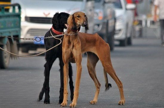 细犬怎么训练捕猎 中国细犬捕猎训练教程