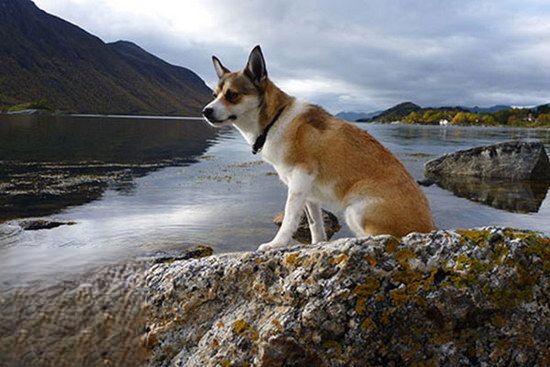 挪威伦德猎犬有耳螨怎么治疗 挪威伦德猎犬耳螨治疗方法1