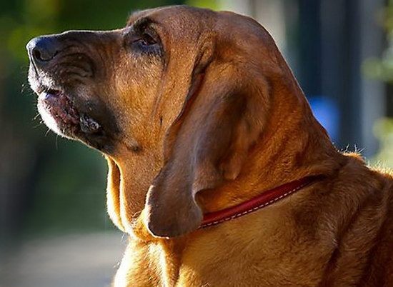 寻血猎犬有耳螨怎么治疗 寻血猎犬耳螨治疗方法1
