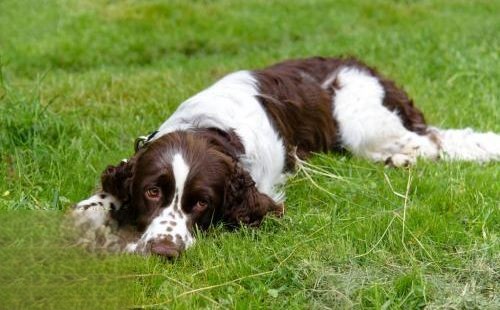 威尔士跳猎犬得了犬瘟如何治疗 犬瘟治疗方法介绍
