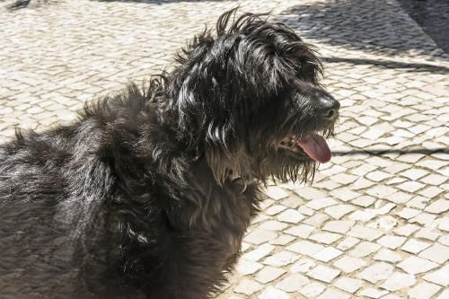 葡萄牙水犬呕吐怎么办 葡萄牙水犬呕吐原因介绍
