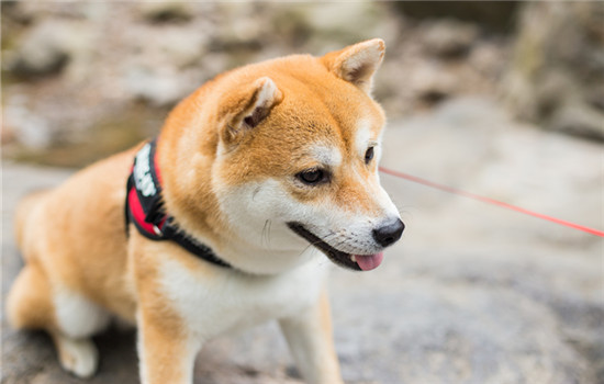 锦州市城市养犬管理条例
