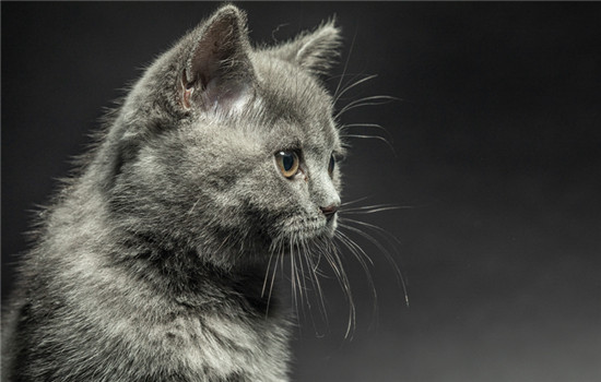 全身灰色的猫是什么品种的猫