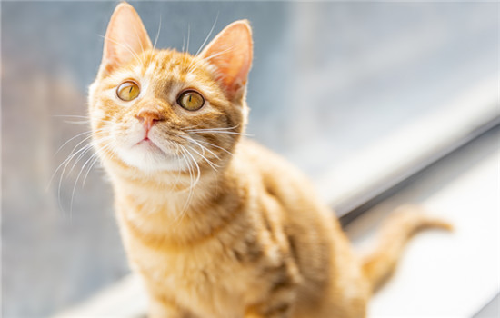 肖战的猫坚果是什么品种的猫