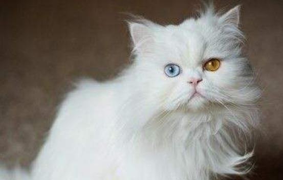 赵露思的猫是什么品种
