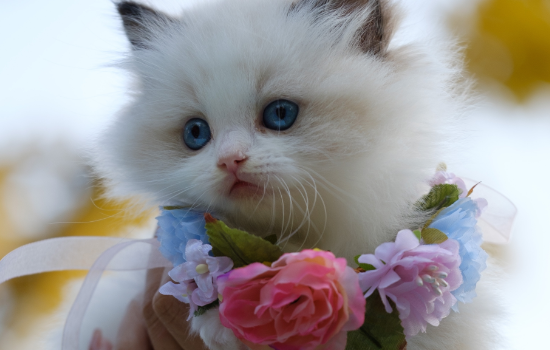 世界上最漂亮的猫