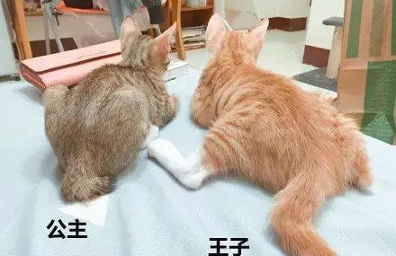 公猫和母猫怎么区别