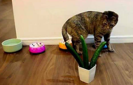 猫为什么看到黄瓜会跳起来