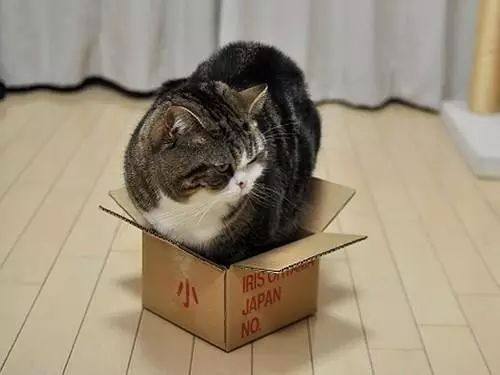 猫为什么喜欢在纸箱子里睡觉不喜欢猫窝