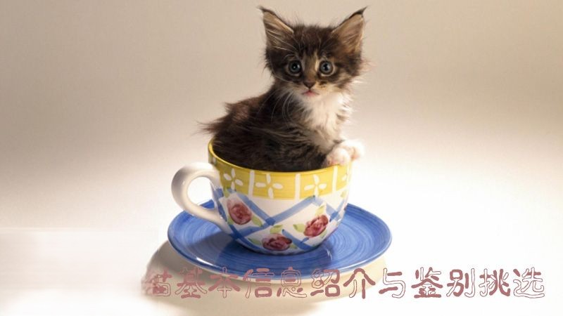 什么是茶杯猫，如何鉴别挑选茶杯猫_小可爱宠物网