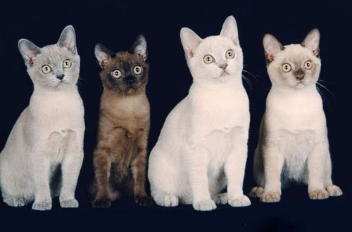 缅甸猫和缅因猫有什么区别 二者区别介绍
