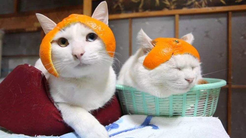 猫为什么怕桔子味