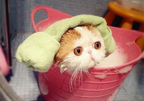 给猫咪用了人的洗发水怎么办