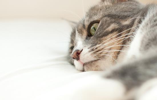 小猫睡觉发出咕噜咕噜的声音正常吗