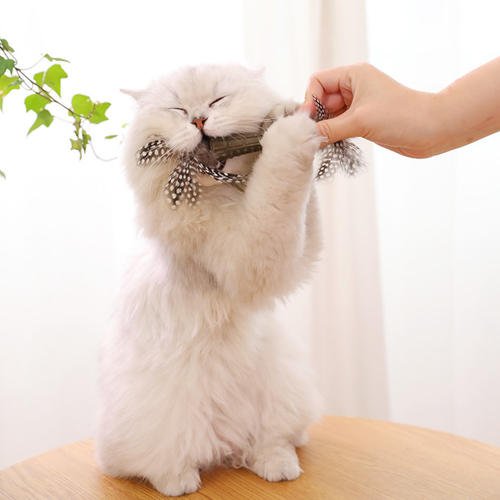 猫为什么喜欢咬着毛绒玩具不松口