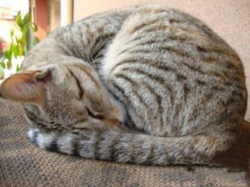 小奶猫为什么会喜欢缩成一团睡觉