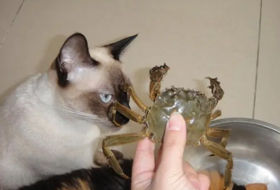 猫咪能不能吃蒸熟的蟹