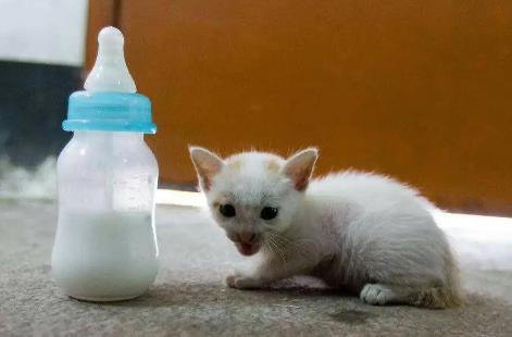 怎么给小猫咪喂羊奶粉