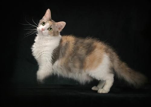 拉邦猫怎么护毛 拉邦猫毛发护理方法