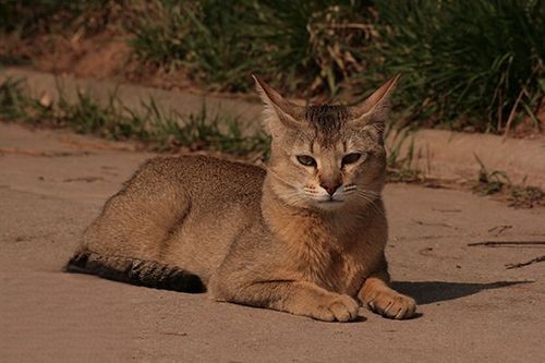 怎样训练非洲狮子猫用猫砂 非洲狮子猫猫砂使用训练