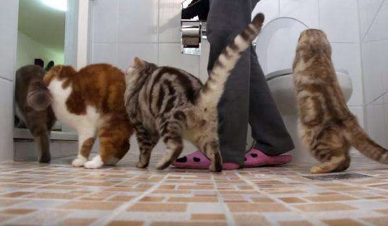 如何训练猫猫上厕所 居家干净猫猫训练方法