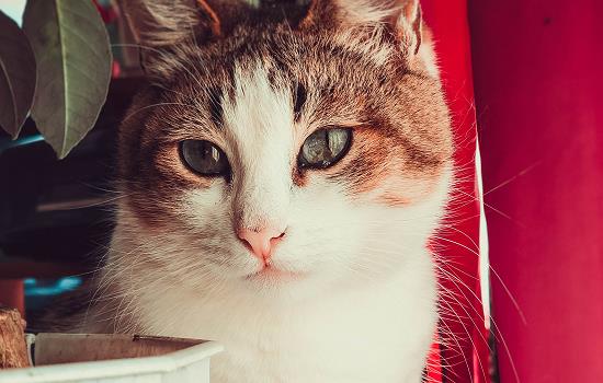 猫尿道增生是为什么