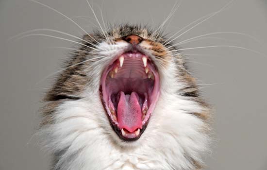 猫咪吃完就吐是什么原因