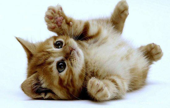 猫咪为什么会得结膜炎的原因