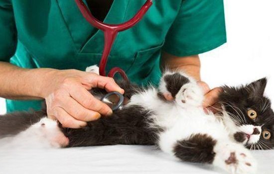 猫结膜炎用什么眼药水