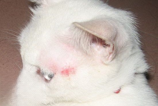 猫猫皮肤病怎么治疗4