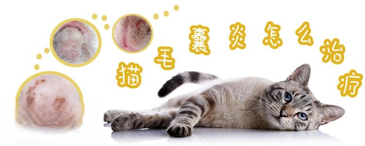 猫毛囊炎怎么治疗
