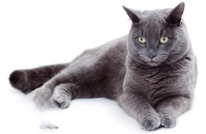 卡尔特猫疥癣病有什么症状 疥癣病症状介绍