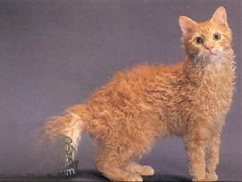 拉邦猫发烧怎么治疗 拉邦猫发烧治疗方法