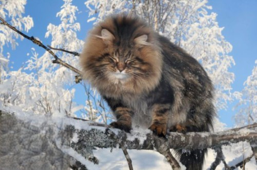 挪威森林猫咳嗽怎么办 猫咪咳嗽治疗措施