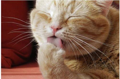 猫咪干呕是什么原因 猫咪干呕原因总结