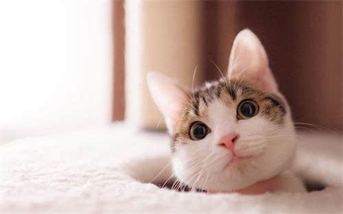 猫咪耳螨怎么治疗 猫咪得耳螨的原因介绍