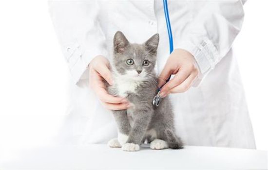 猫没打疫苗可以绝育吗