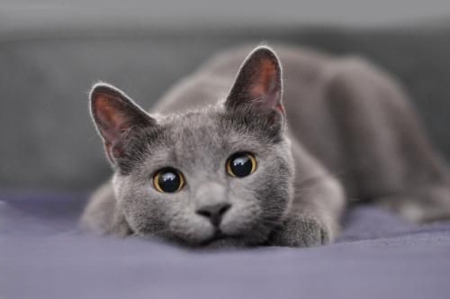 俄罗斯蓝猫一窝能生几只小猫