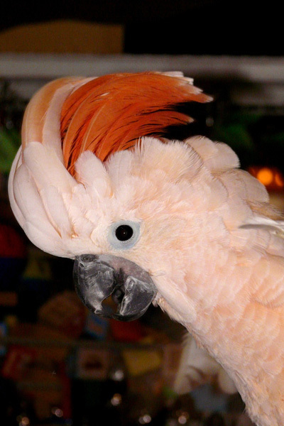 鲑色凤头鹦鹉几级保护动物