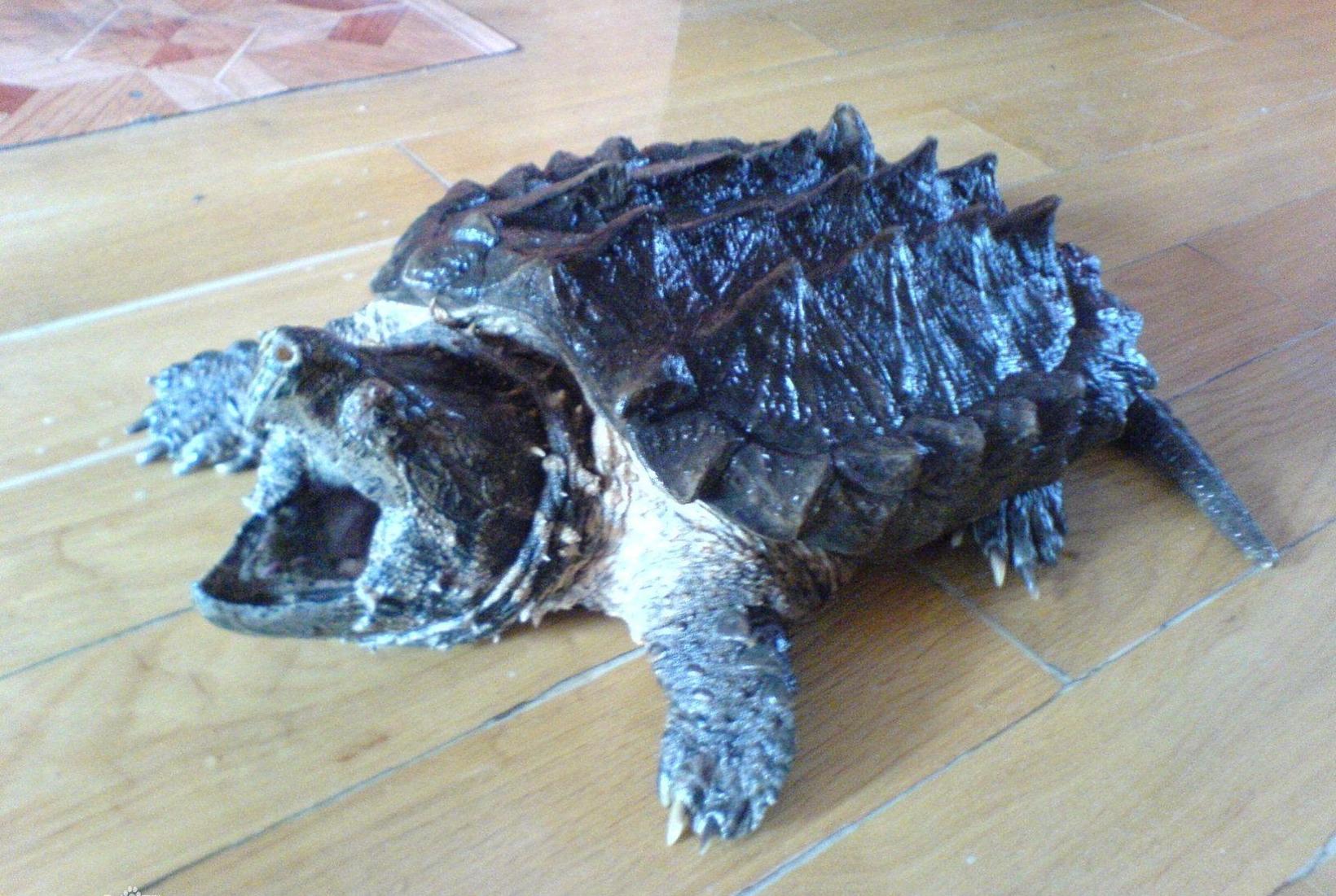 大鳄龟冬眠方法