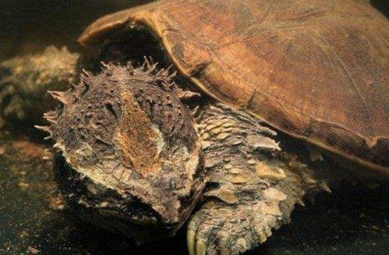 鳄龟蛋孵化过程要多少天
