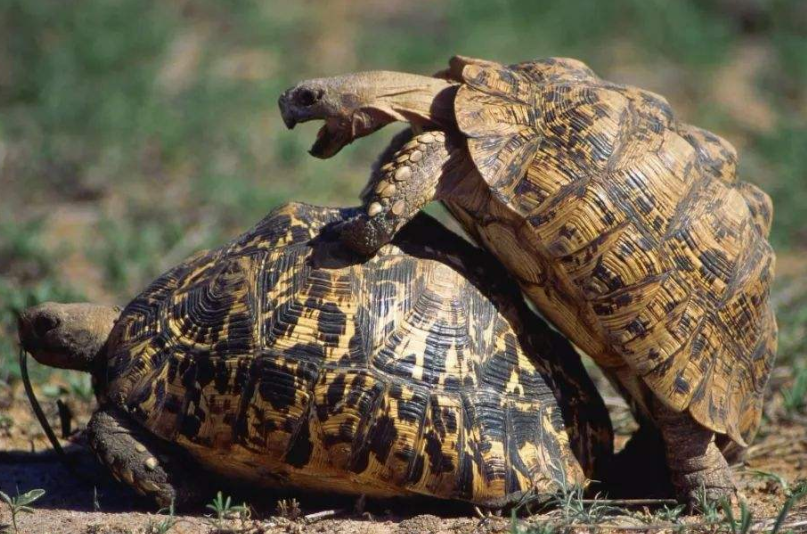 豹纹陆龟的饲养温度